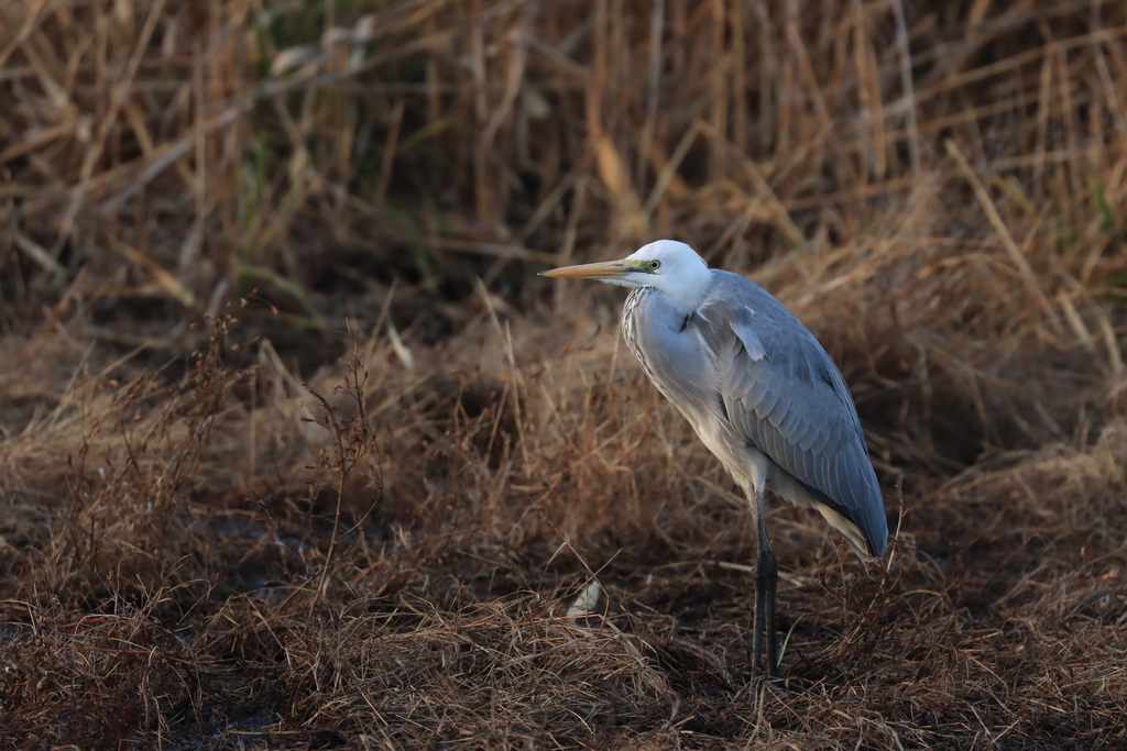 Great Egret × Grey Heron