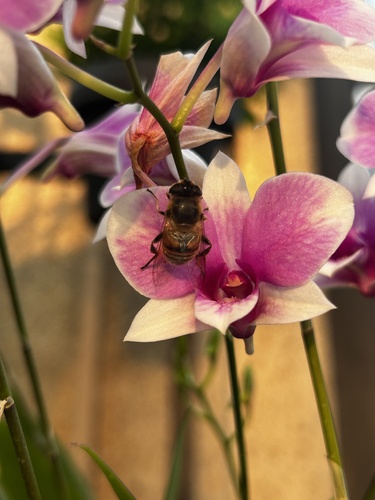 Unknown species found near Longwood Gardens, Kennett Square, PA, US