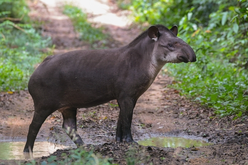 Brazilian Tapir