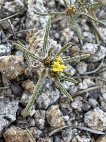 California mountain pincushion (Orochaenactis thysanocarpha)