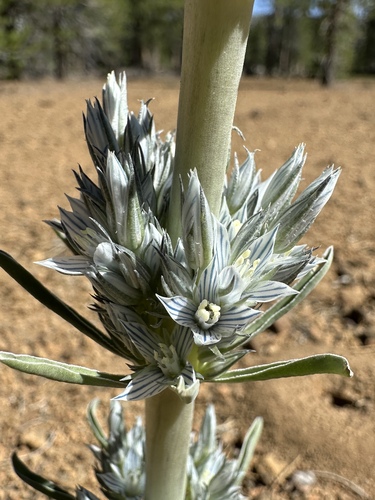 Kern frasera (Frasera tubulosa)