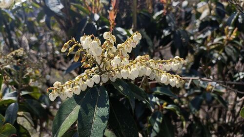 Pieris formosa, photograph 6