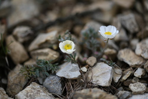 Sequier's Buttercup (Ranunculus seguieri)
