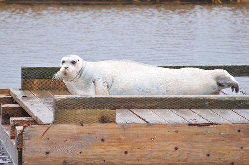 Bearded Seal