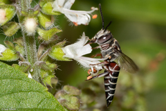 Coelioxys