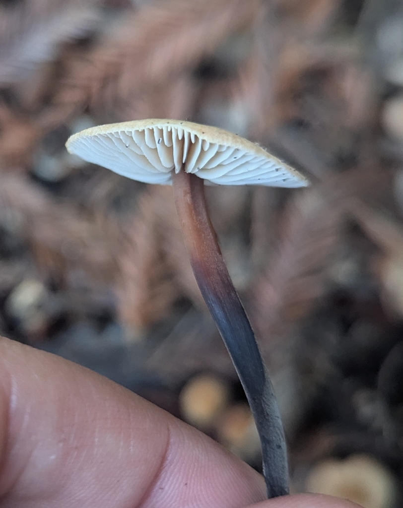 Gymnopus brassicolens