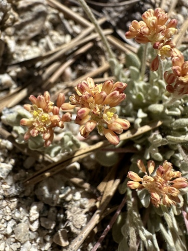 Eriogonum incanum, photograph 6
