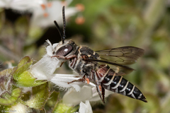 Coelioxys