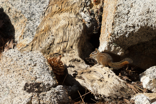 Chichimoco de Baja California observed by dariocantu