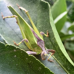 Ephippitytha kuranda