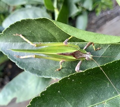 Ephippitytha kuranda