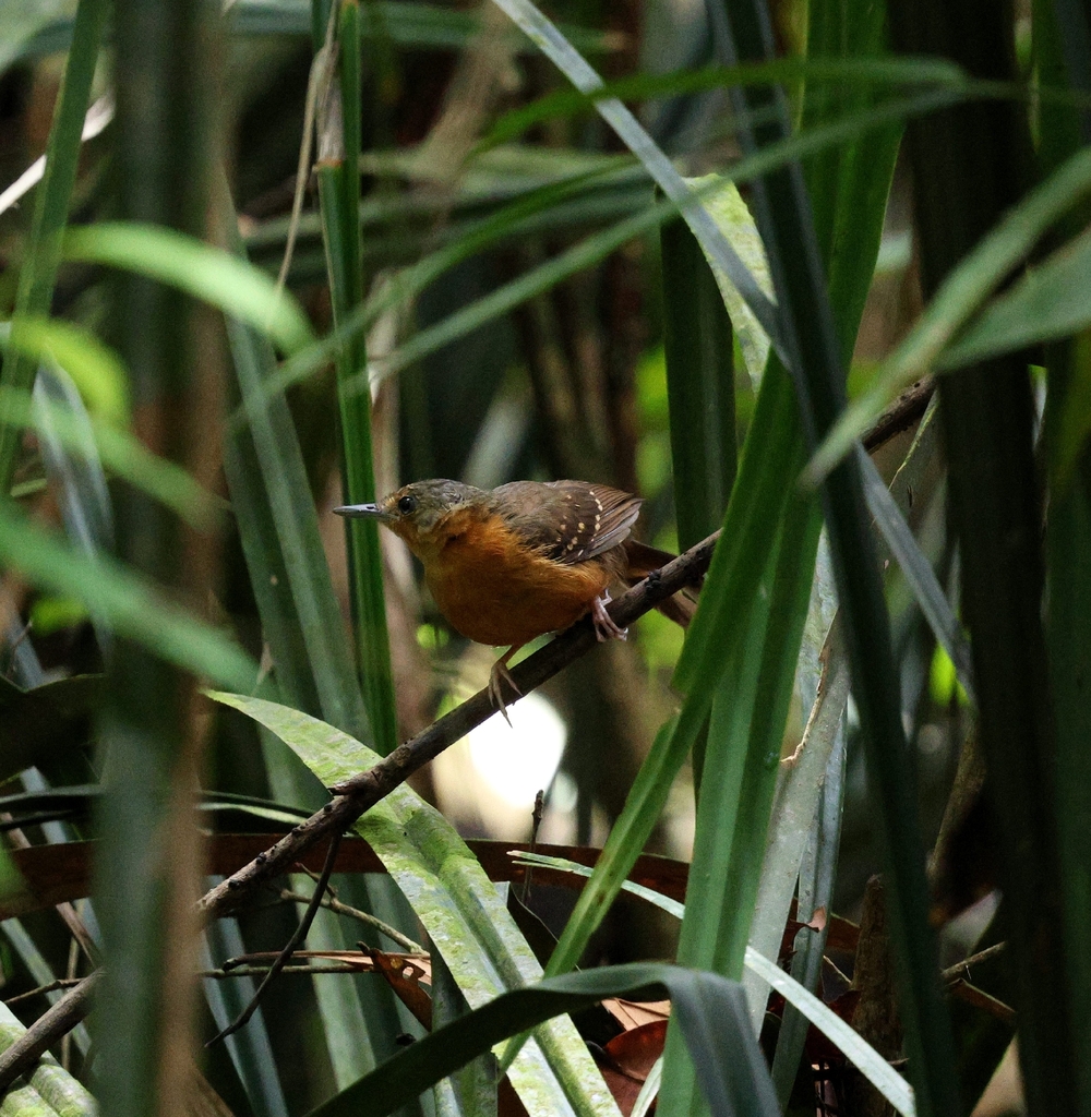 Rufous-faced Antbird