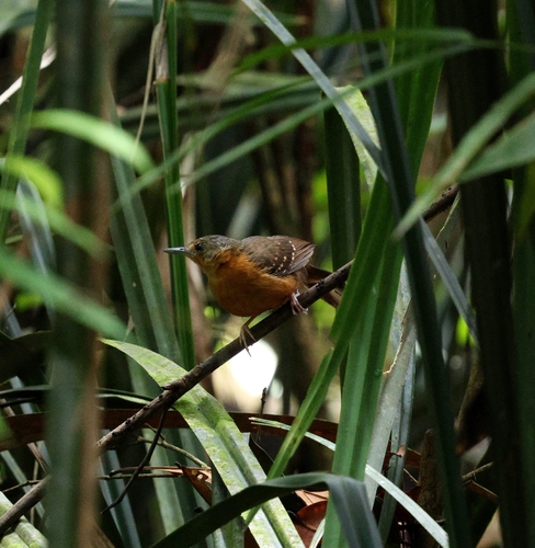 Rufous-faced Antbird