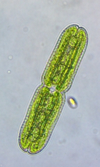 Tetmemorus brebissonii minor