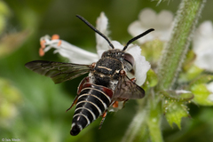 Coelioxys
