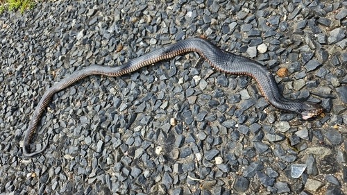 Red-bellied Black Snake sighting