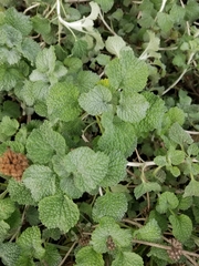 Marrubium vulgare