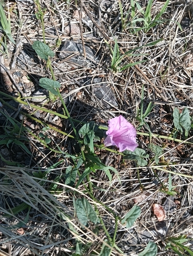 Poison Morning Glory (Ipomoea muelleri)