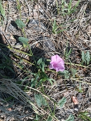 Ipomoea muelleri, photograph Mark McVeigh, CC0, iNaturalist via GBIF
