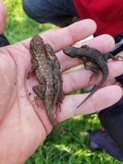 Sceloporus occidentalis