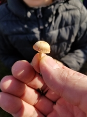 Agaricales