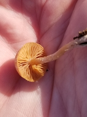 Agaricales