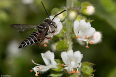 Coelioxys