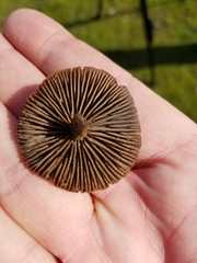 Agaricales