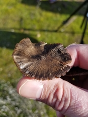 Agaricales