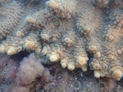 Acropora solitaryensis observed 2025-11-16
