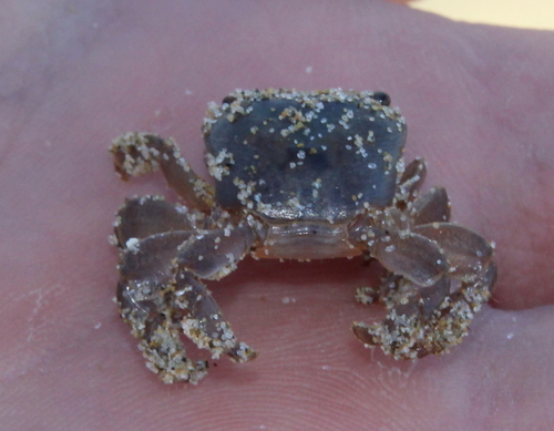 photo of Gulfweed Crab (Planes minutus)