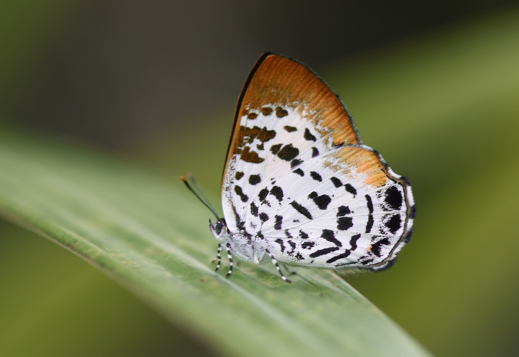 Borneo Gem