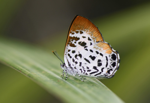 Borneo Gem