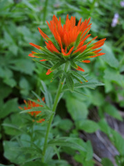 Castilleja suksdorfii