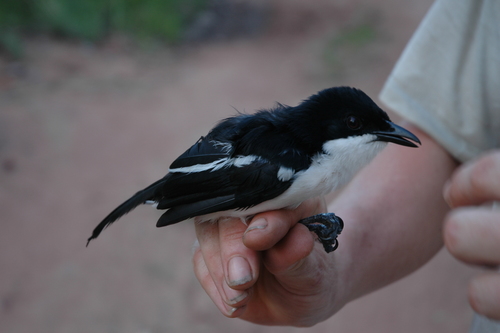 Tropical Boubou