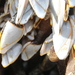 photo of Pelagic Gooseneck Barnacle (Lepas anatifera)