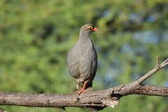 Red-Billed Spurfowl photo 3