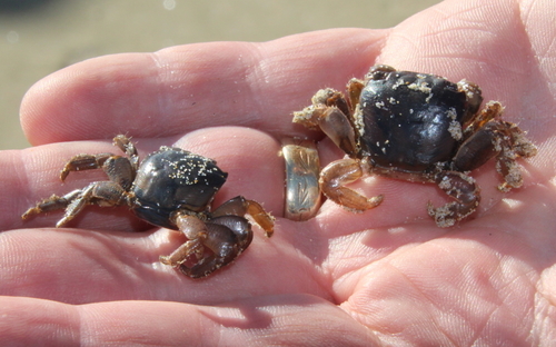 photo of Gulfweed Crab (Planes minutus)