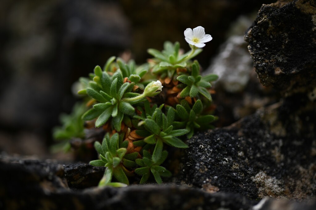 Androsace cylindrica; photograph (c) Flavien Saboureau, some rights reserved (CC BY)