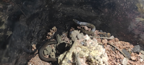 Black-necked Centipede Snake