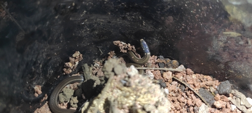 Black-necked Centipede Snake