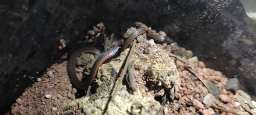 Black-necked Centipede Snake