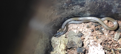 Black-necked Centipede Snake