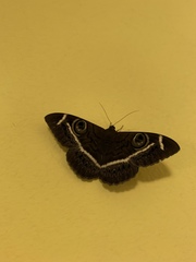Cyligramma latona
