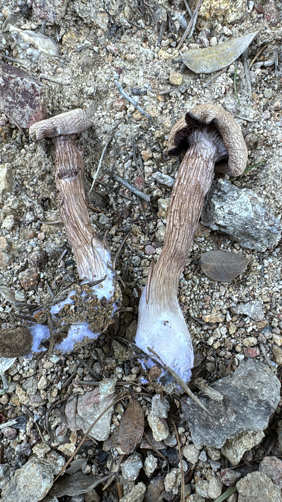 Laccaria amethysteo-occidentalis · December 2025 · photo: © natureenthusiast_elle (iNaturalist, cc-by-nc)