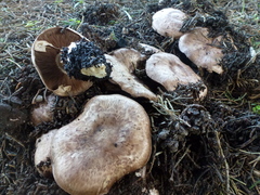 Agaricus fuscofibrillosus