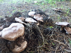 Agaricus fuscofibrillosus