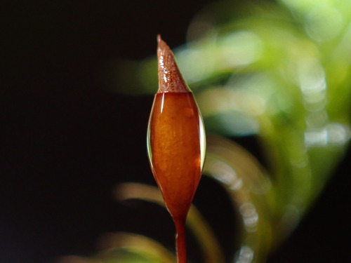 Dichelyma Moss (Dichelyma uncinatum)