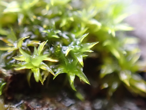 Park Yoke-moss (Zygodon rupestris)