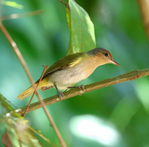 Buff-cheeked Greenlet